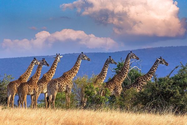 Kenya-Masai Mara Conservancy Group of adult giraffes